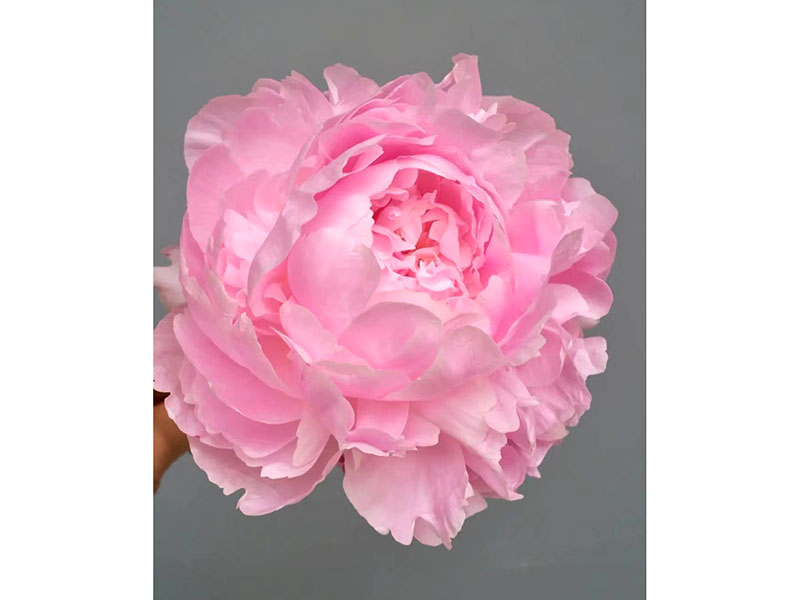 枕邊語 晚期 花期極大 重瓣型